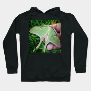 Luna Moth Friend Hoodie